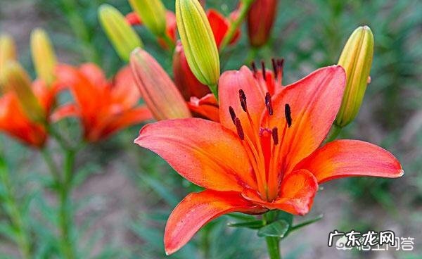 家庭如何养殖百合花？