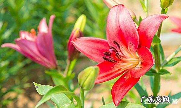 家庭如何养殖百合花？