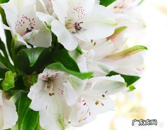 家庭如何养殖百合花？