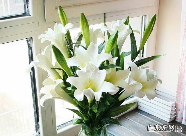 家庭如何养殖百合花？