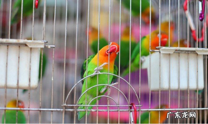 笼中鹦鹉文言文翻译