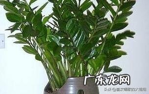 金钱树该怎么浇水?浇什么样的水?