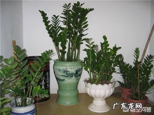 金钱树该怎么浇水?浇什么样的水?