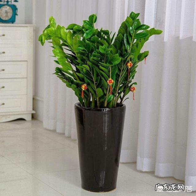 金钱树该怎么浇水？浇什么样的水？