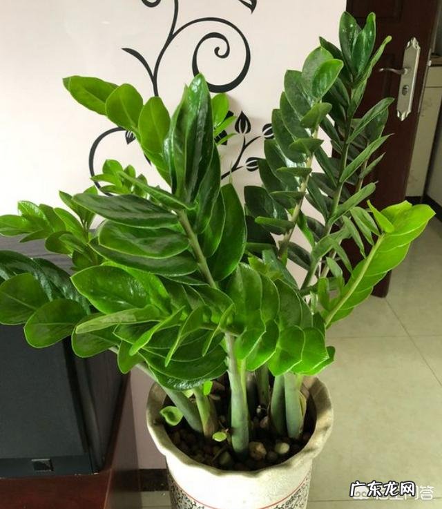 金钱树该怎么浇水?浇什么样的水?