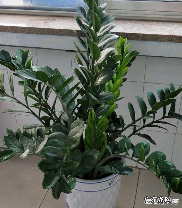 金钱树该怎么浇水?浇什么样的水?