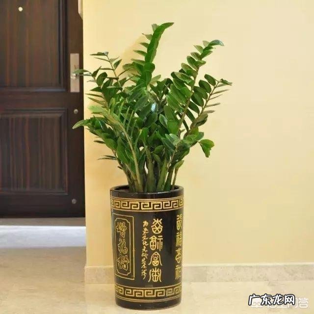 金钱树该怎么浇水？浇什么样的水？