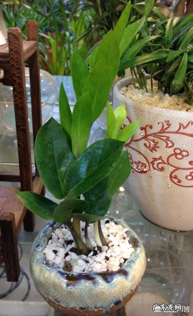 金钱树该怎么浇水?浇什么样的水?