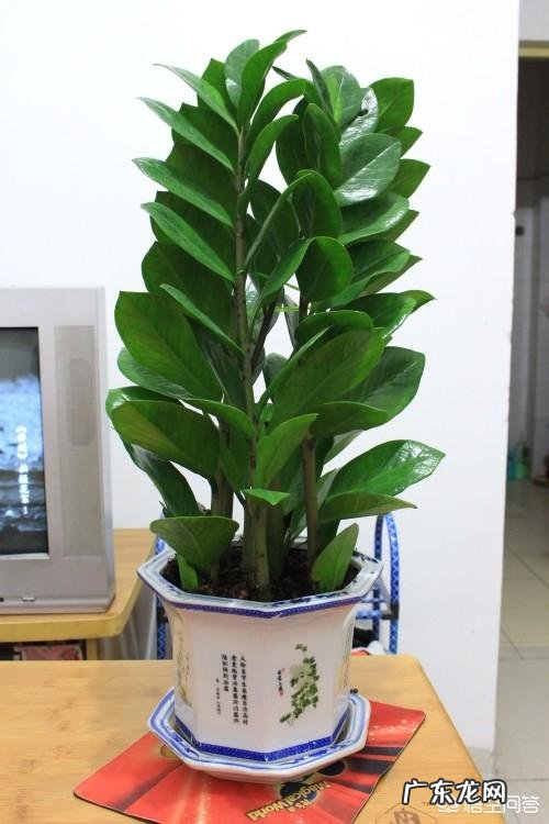 金钱树该怎么浇水?浇什么样的水?