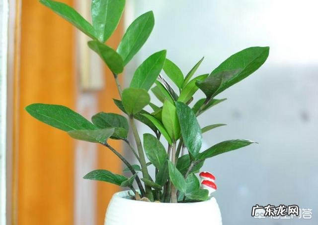 金钱树该怎么浇水?浇什么样的水?