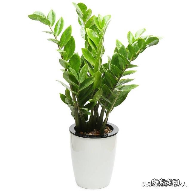 金钱树该怎么浇水?浇什么样的水?