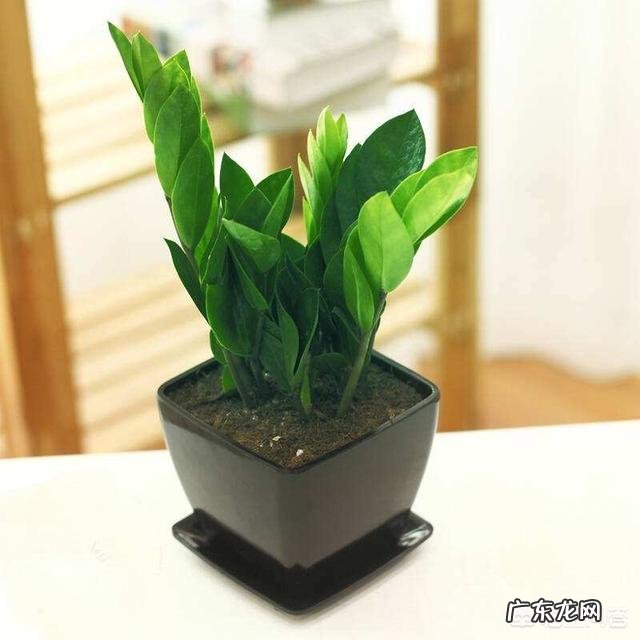 金钱树该怎么浇水?浇什么样的水?