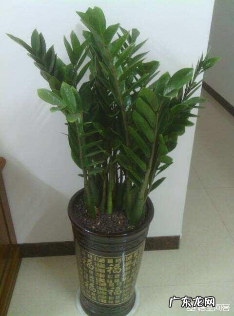 金钱树该怎么浇水？浇什么样的水？