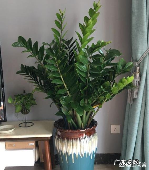 金钱树该怎么浇水?浇什么样的水?