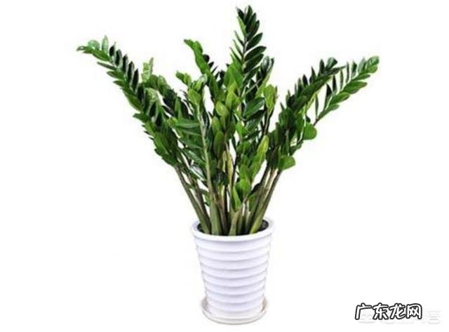 金钱树该怎么浇水？浇什么样的水？