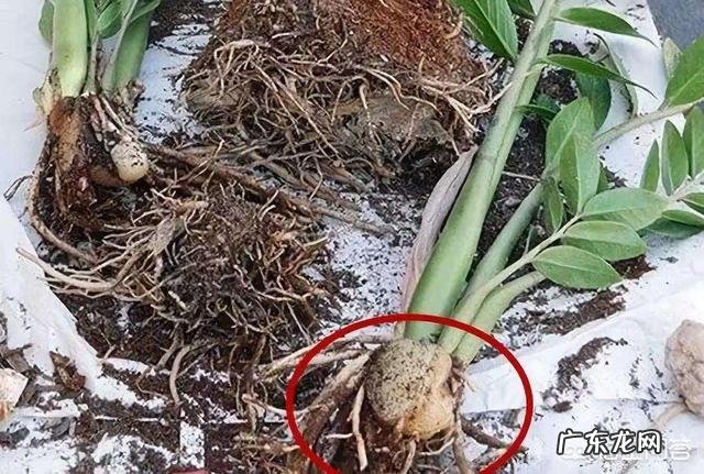 金钱树该怎么浇水?浇什么样的水?