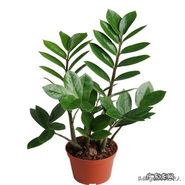 金钱树该怎么浇水?浇什么样的水?