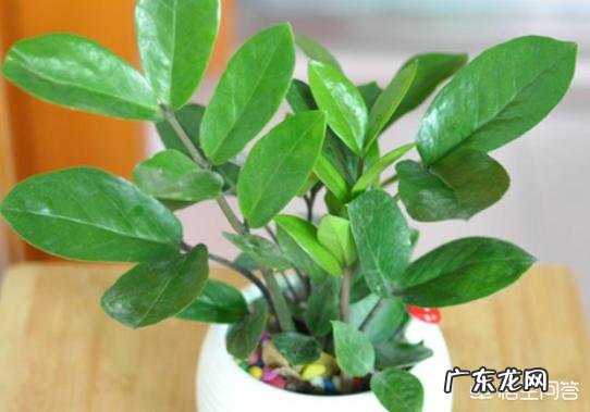 金钱树该怎么浇水?浇什么样的水?