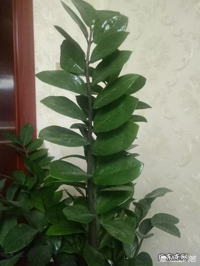 金钱树该怎么浇水？浇什么样的水？