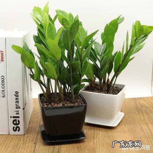 金钱树该怎么浇水?浇什么样的水?