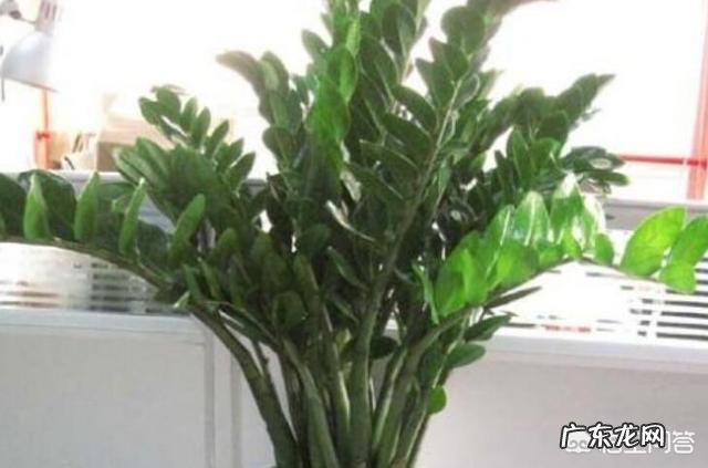 金钱树该怎么浇水？浇什么样的水？