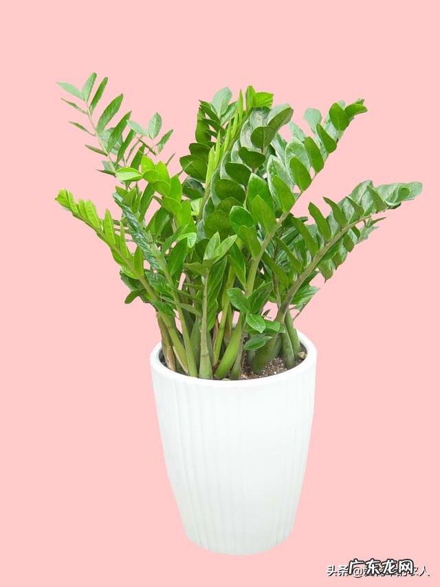 金钱树该怎么浇水?浇什么样的水?