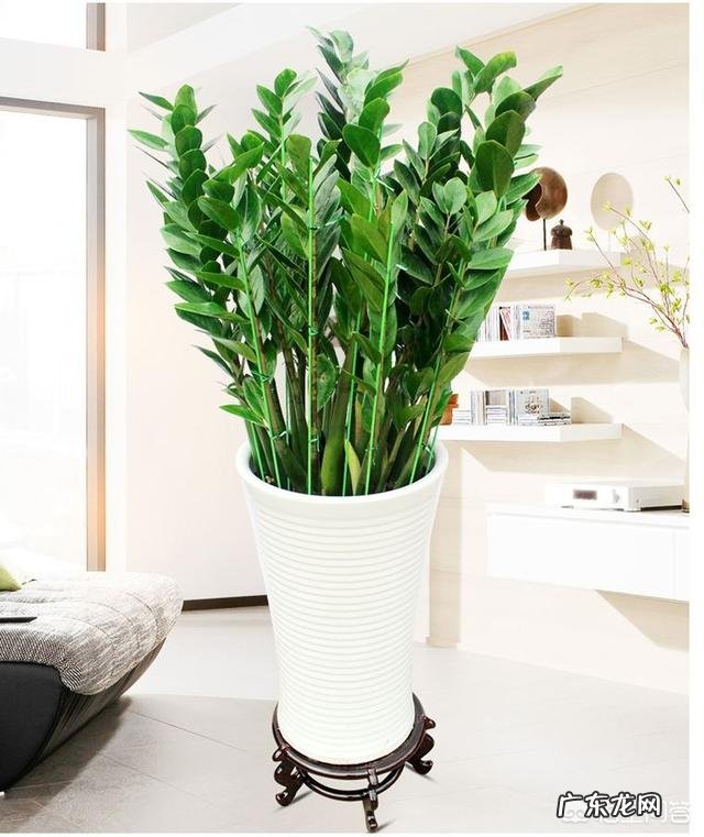 金钱树该怎么浇水?浇什么样的水?