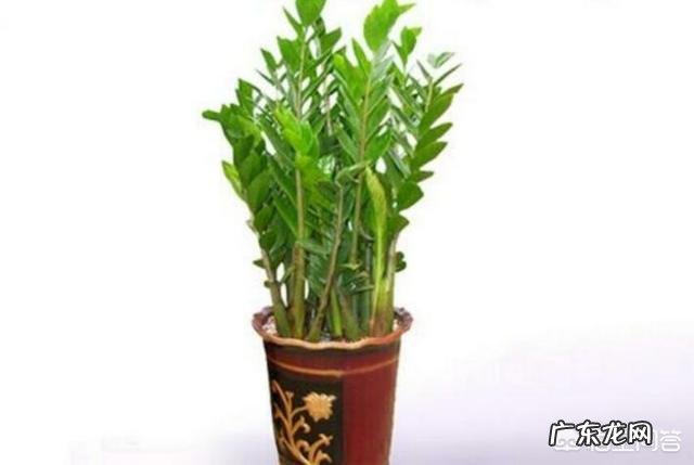 金钱树该怎么浇水？浇什么样的水？