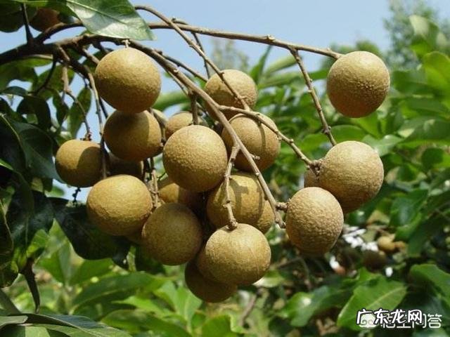 春天吃什么水果最养胃?