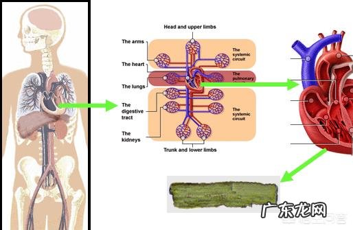 睡觉的时候会突然一抖是什么原因？
