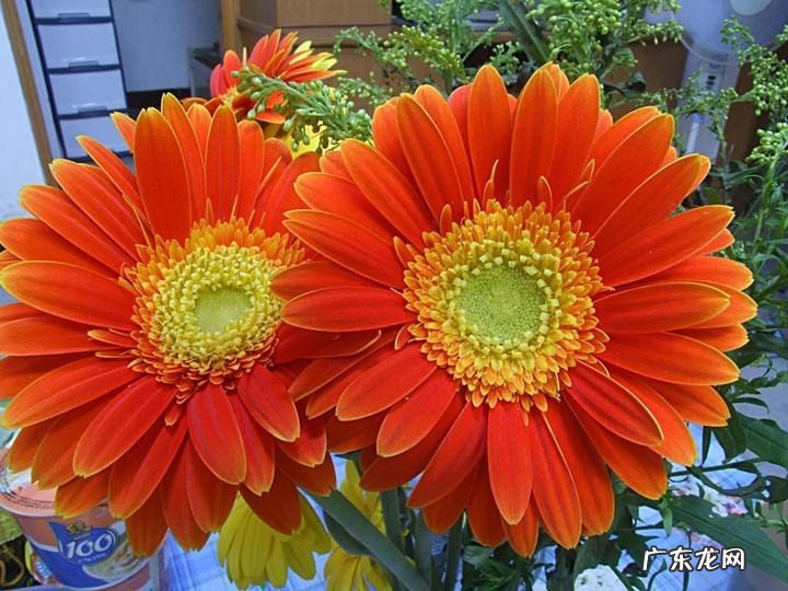 非洲菊的养殖方法