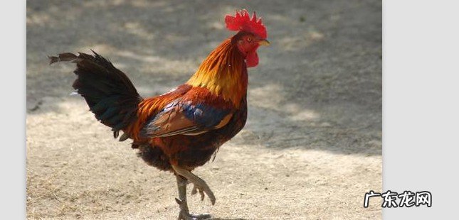 公鸡怎么做好吃又营养