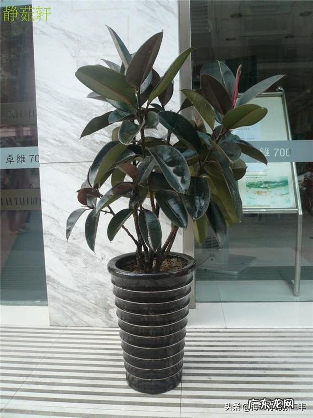 夏天家养的橡皮树光掉叶是怎么回事?