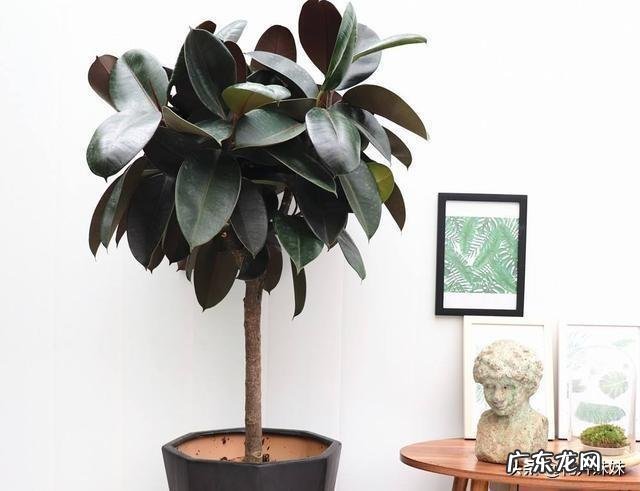 夏天家养的橡皮树光掉叶是怎么回事?