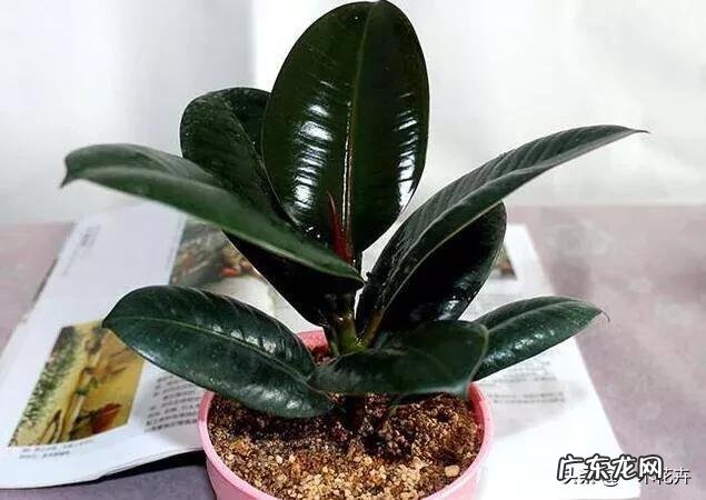 夏天家养的橡皮树光掉叶是怎么回事?