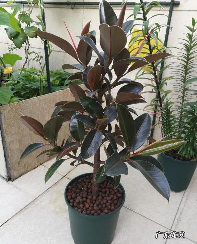 夏天家养的橡皮树光掉叶是怎么回事?