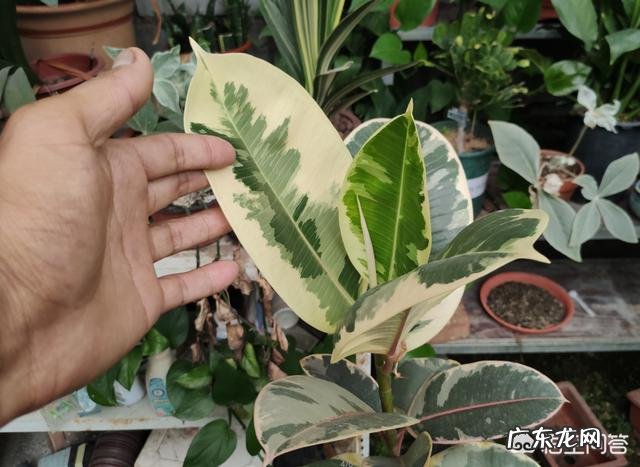 夏天家养的橡皮树光掉叶是怎么回事?