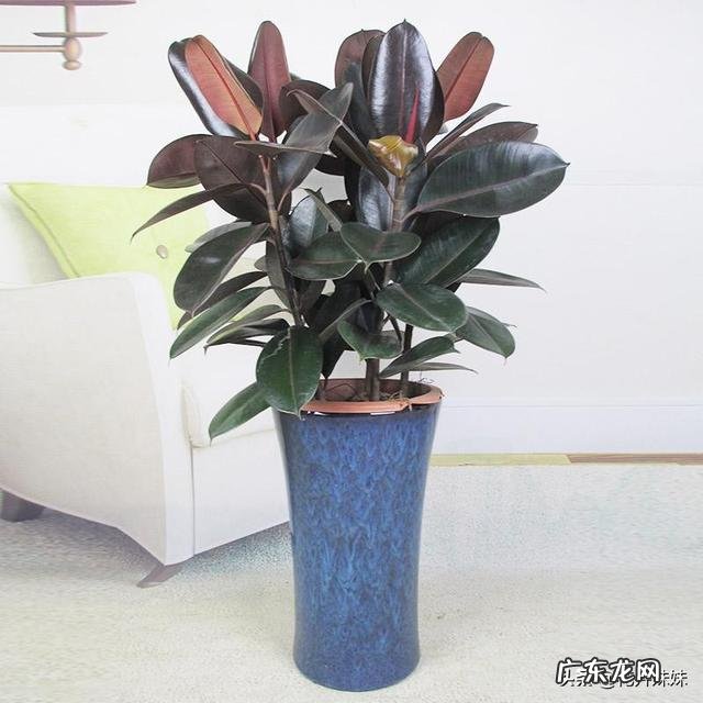 夏天家养的橡皮树光掉叶是怎么回事?