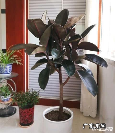 夏天家养的橡皮树光掉叶是怎么回事?