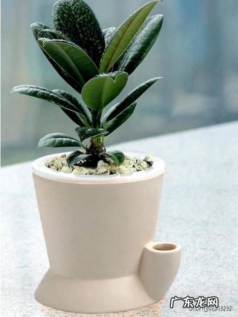 夏天家养的橡皮树光掉叶是怎么回事?