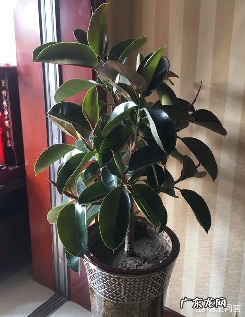夏天家养的橡皮树光掉叶是怎么回事?
