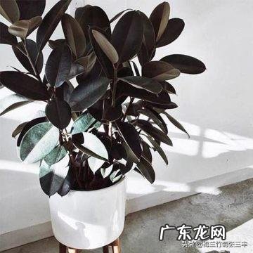 夏天家养的橡皮树光掉叶是怎么回事?