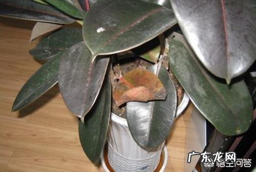夏天家养的橡皮树光掉叶是怎么回事?