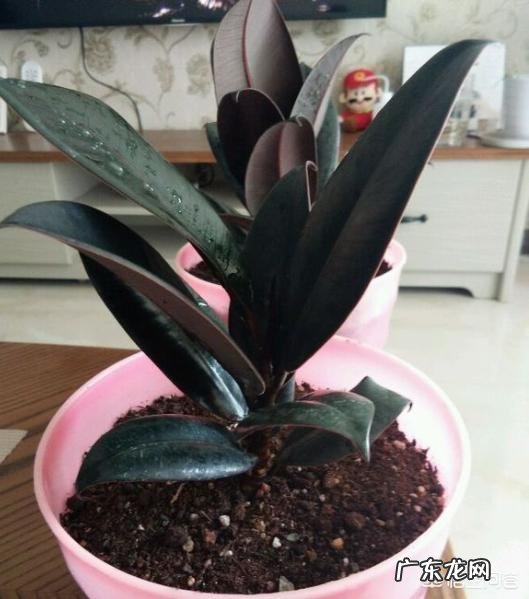 夏天家养的橡皮树光掉叶是怎么回事?