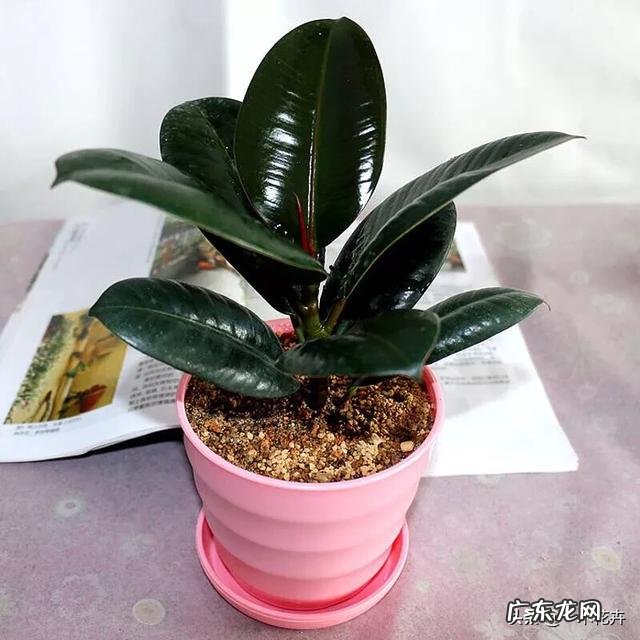 夏天家养的橡皮树光掉叶是怎么回事?