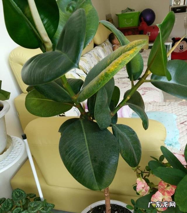 夏天家养的橡皮树光掉叶是怎么回事?