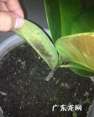 夏天家养的橡皮树光掉叶是怎么回事?