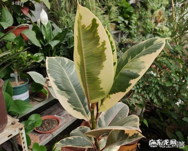 夏天家养的橡皮树光掉叶是怎么回事?