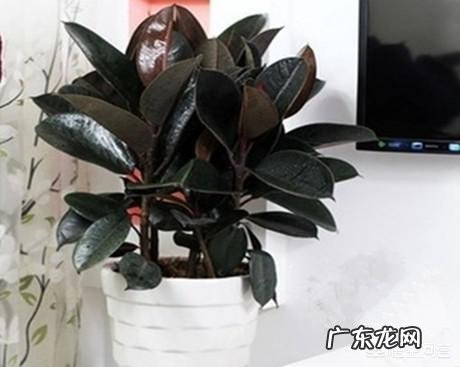 夏天家养的橡皮树光掉叶是怎么回事?