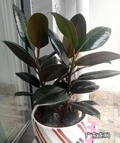 夏天家养的橡皮树光掉叶是怎么回事?